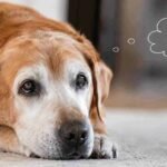 Dog Dementia, Canine cognitive disorder