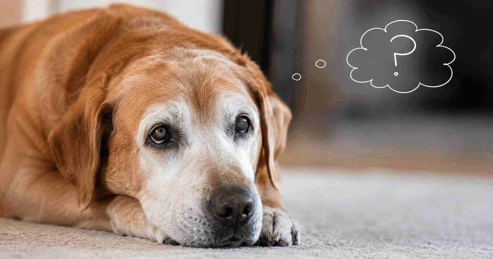 Dog Dementia, Canine cognitive disorder