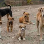 FIFA world cup 2030 stray dogs, Morocco stray dogs, FIFA 2030