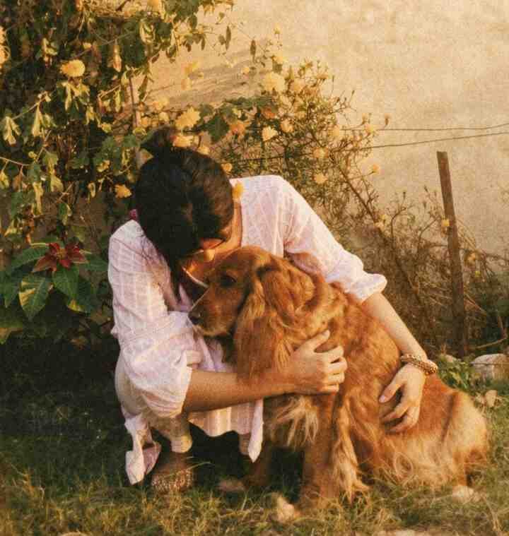 Pyometra in dogs, symptoms, pyometra