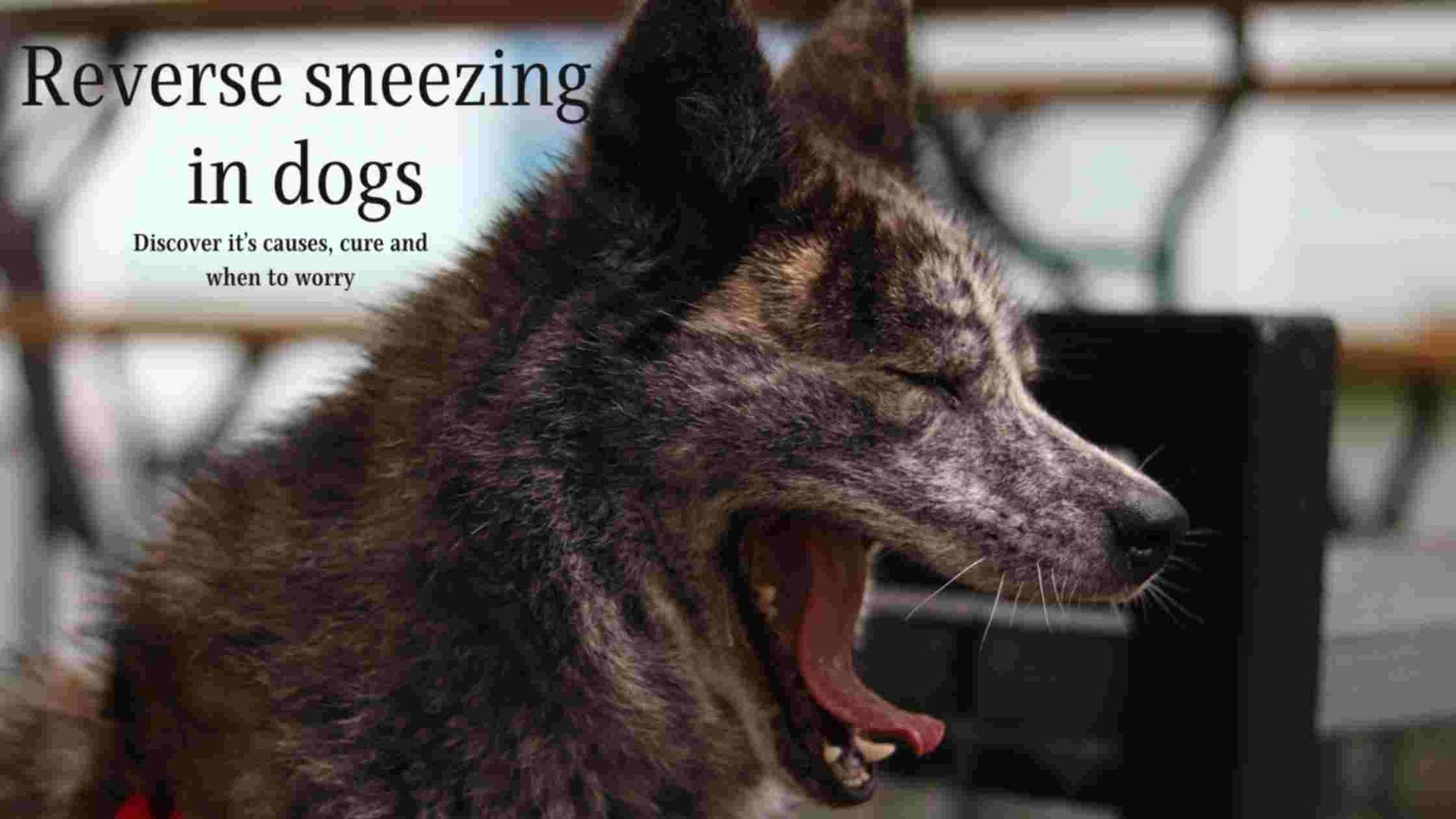 reverse Sneezing in dogs, causes of reverse Sneezing,
