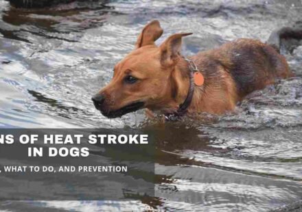 Signs of heat stroke in dogs