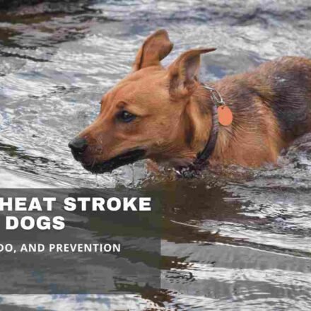 Signs of heat stroke in dogs