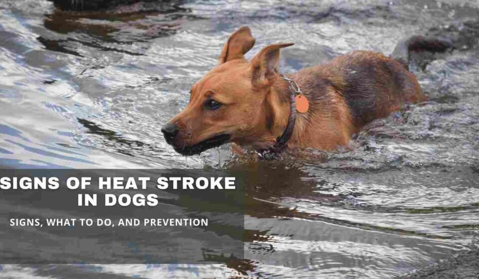 Signs of heat stroke in dogs