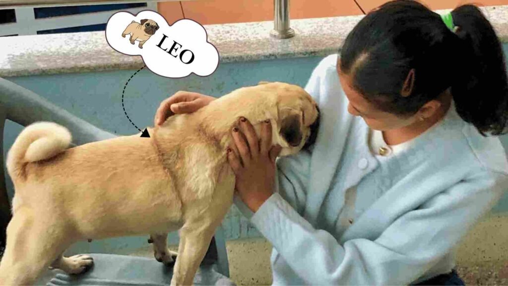 Leo the pug being comforted after showing signs of heat stroke in dogs