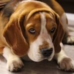 Symptoms, Canine downers syndrome,
