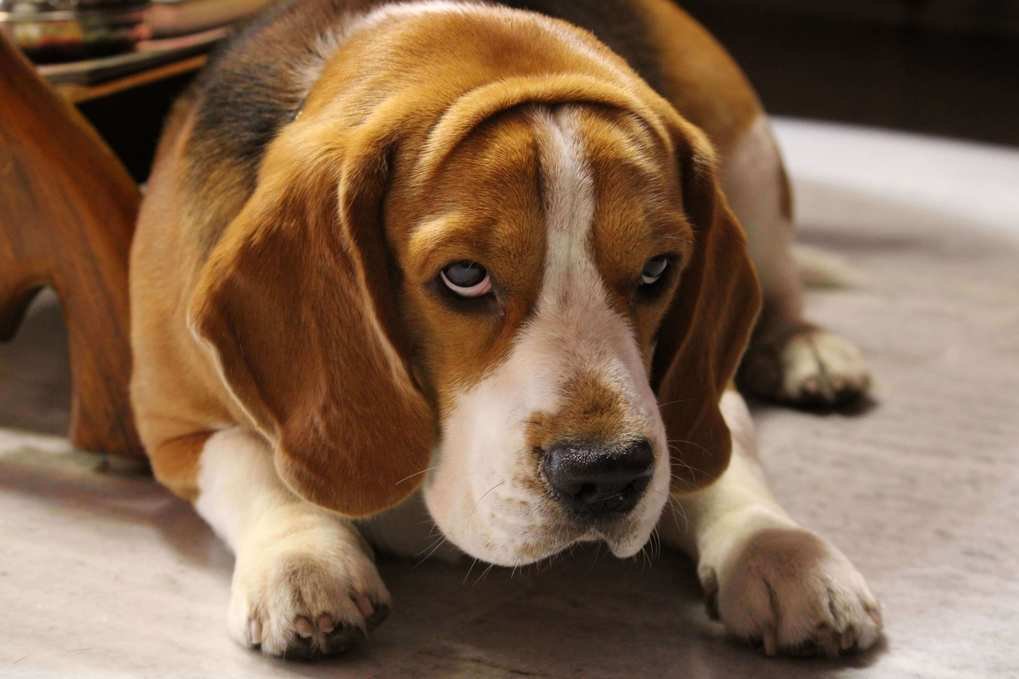 Symptoms, Canine downers syndrome,