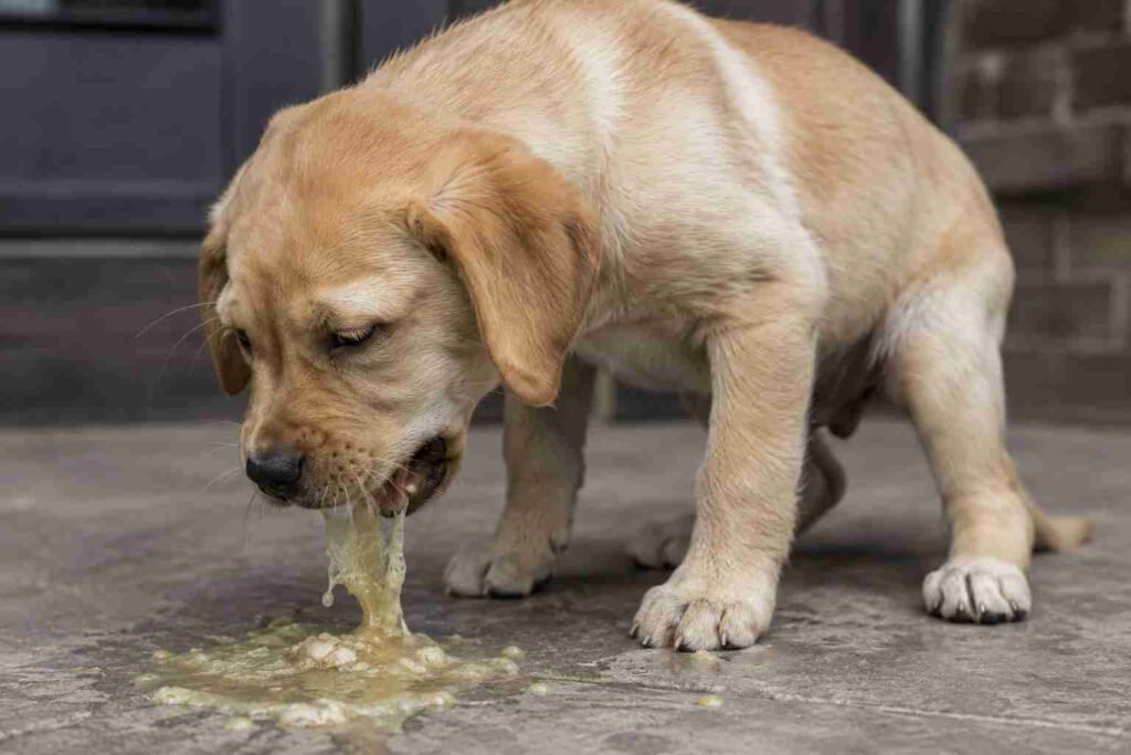 Parvo symptoms, Parvovirus