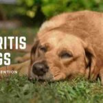 Arthritis in dogs, signs, prevention
