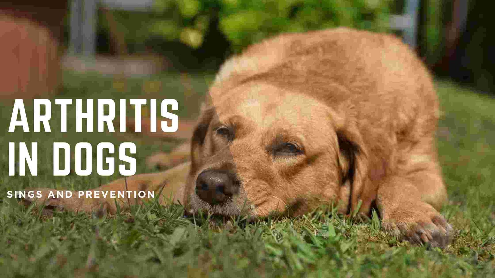 Arthritis in dogs, signs, prevention