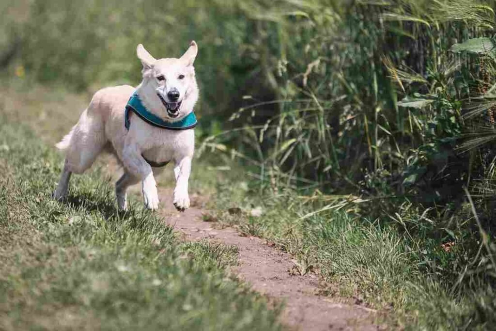Arthritis management in dogs, arthritis in dogs, signs