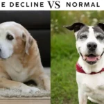 Cognitive decline vs Normal aging in dogs