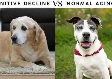 Cognitive decline vs Normal aging in dogs