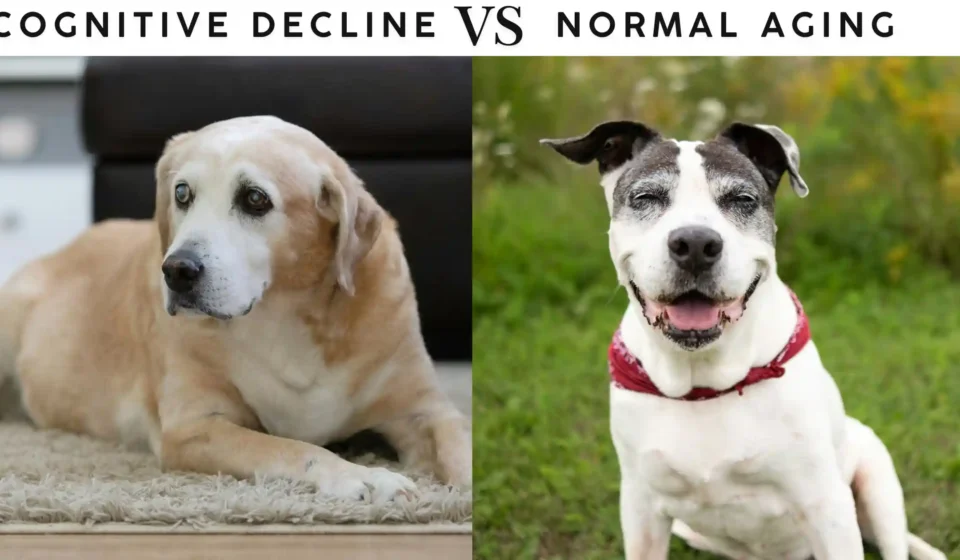 Cognitive decline vs Normal aging in dogs
