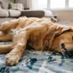 Dog seizures, causes of dog seizures, What to do during dog seizures