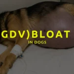 GDV in Dogs, bloat for dogs, canine gdv