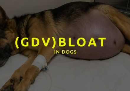 GDV in Dogs, bloat for dogs, canine gdv