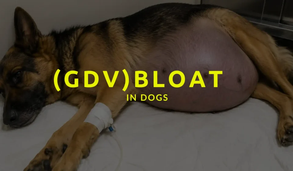 GDV in Dogs, bloat for dogs, canine gdv