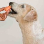 Human food you can feed your dog