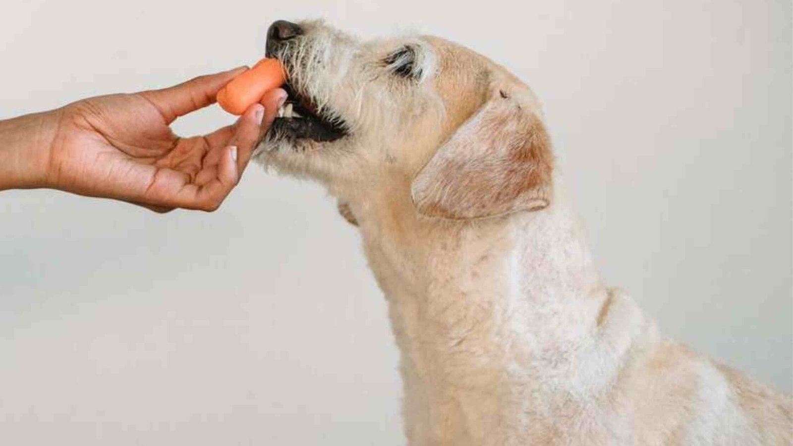 Human food you can feed your dog