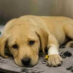 Parvo recovery, parvovirus, parvo treatment