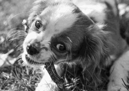 puppy won't stop biting