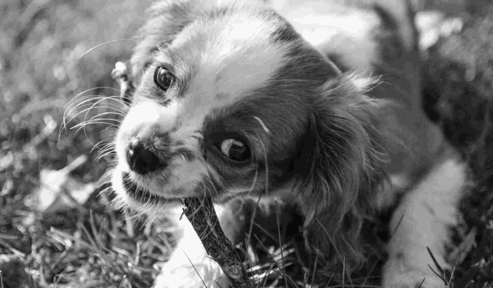 puppy won't stop biting