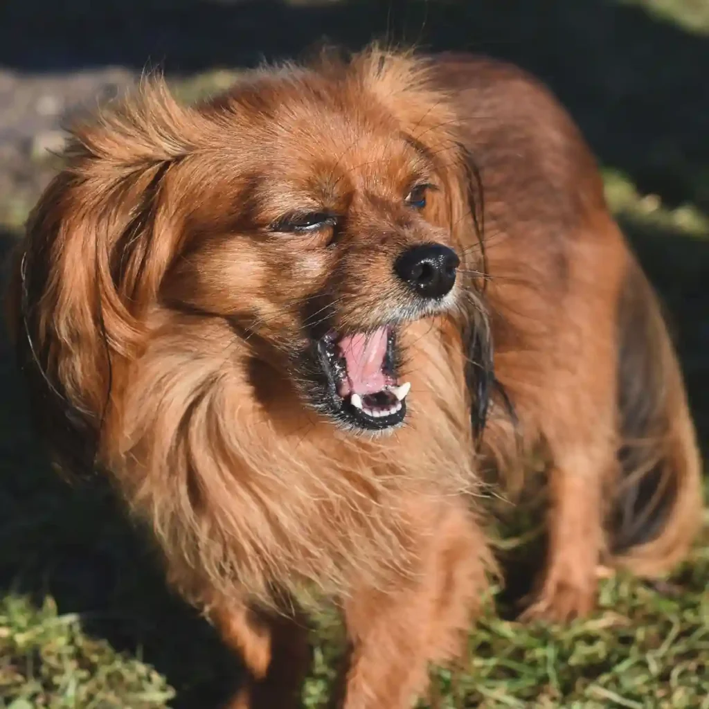 Reverse Sneezing in dogs