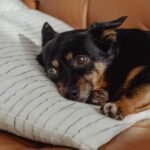 Upset stomach in dogs, what to feed in an upset stomach