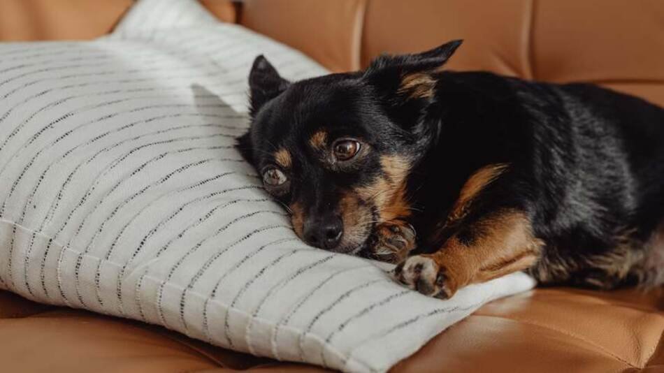 Upset stomach in dogs, what to feed in an upset stomach