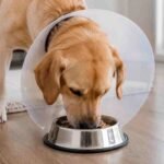 What to feed dog after spaying