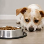 Why is my dog not eating, sad dog, dog food