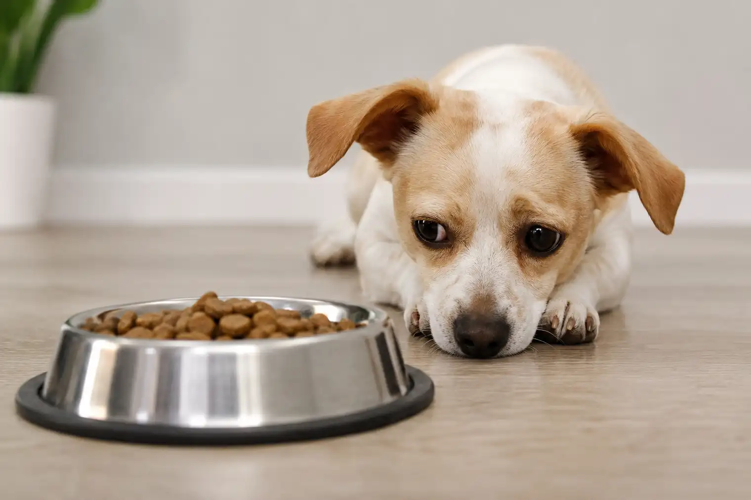 Why is my dog not eating, sad dog, dog food