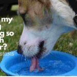 Why is my dog drinking so much water