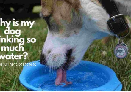 Why is my dog drinking so much water