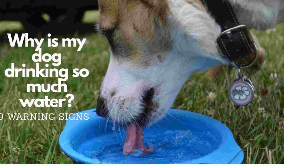 Why is my dog drinking so much water