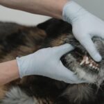 Bad Breath in Dogs: 8 Causes and Proven Fixes Bad breath in dogs