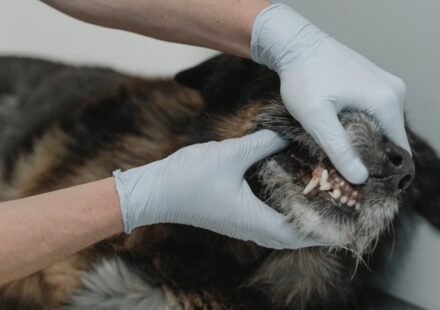 Bad breath in dogs