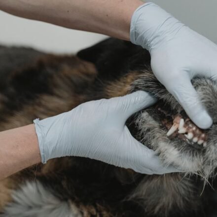 Bad breath in dogs