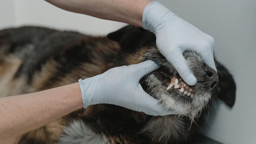 Bad breath in dogs