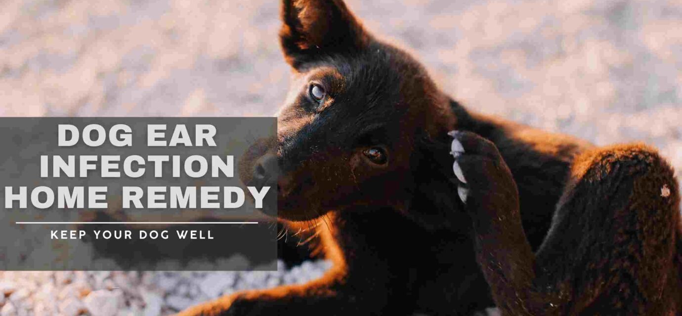 dog ear infection home remedy