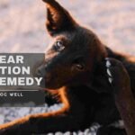dog ear infection home remedy