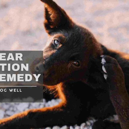 dog ear infection home remedy