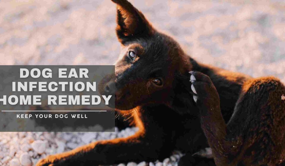 dog ear infection home remedy