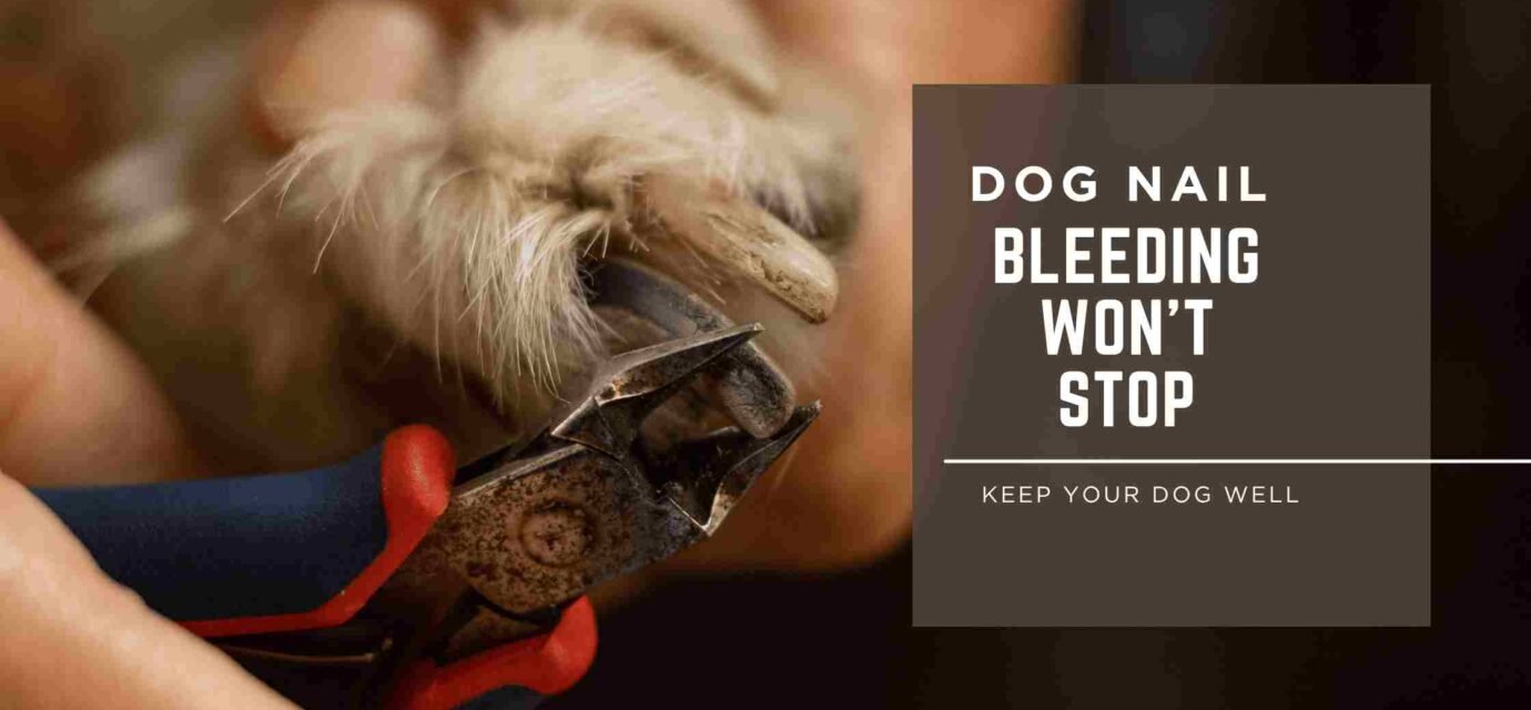 dog nail bleeding won't stop