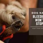 dog nail bleeding won't stop