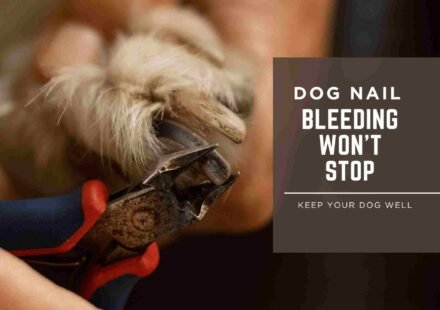 dog nail bleeding won't stop