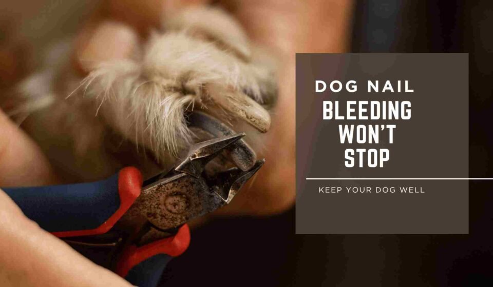 dog nail bleeding won't stop