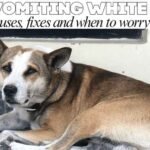 Dog vomiting white foam