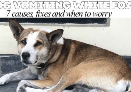 Dog vomiting white foam